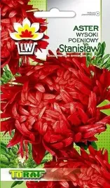 aster-peoniowy-wysoki-stanislaw-czerwony-duze-kwiaty-rabaty-kwiaty-ciete