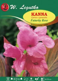 kanna-futurity-rose-brazowolistna-niska-1szt-klacze-rozowa-cebule-kwiatowe