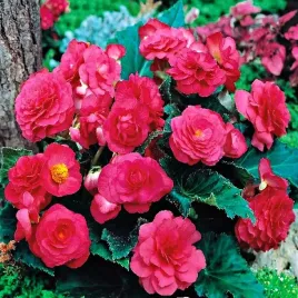 begonia-multiflora-maxima-rozowa-1-szt
