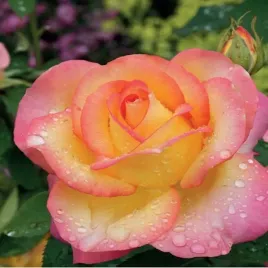 roza-wielkokwiatowa-rozowo-kremowa-pachnaca-pieknosc-sadzonka-roze