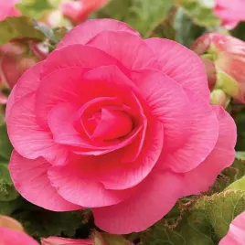 begonia-pelna-podwojna-rozowa-sadzonki-bulwa-klacze-cebule-kwiatowe