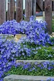 dzwonek-karpacki-rarytas-na-skalniaki-niebieski