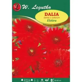 dalia-ogrodowa-kaktusowa-elektra-czerwona-1szt-013