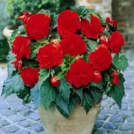 begonia-podwojna-pelna-double-czerwona-1-szt