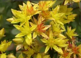 rozchodnik-summer-wschodzace-slonce-kwitniedozimy