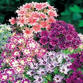 floks-gwiezdzisty-mieszanka-nasiona-kwiatow-na-skalniaki-rabaty-pachnacy