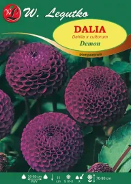 dalia-pomponowa-demon-fioletowa-sadzonki-1szt-l09