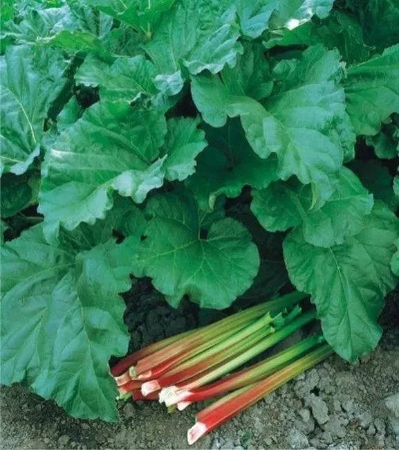 rabarbar-victoria-nasiona