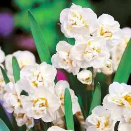 narcyz-pachnacy-bridal-crown-5-szt-cebulki-bialo-kremowy-cebulki