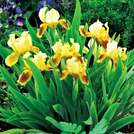 irys-pumila-niski-ritz-brazowo-zolty-1szt-w320