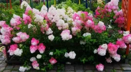 hortensji-rehny-vanille-fraise-duza-sadzonka