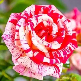 roza-wielkokwiatowa-malinowo-czerwona-sadzonka-ladna-zdrowa