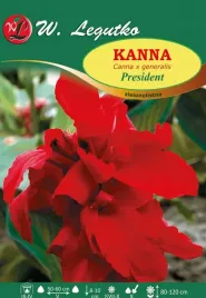 kanna-president-zielonolistna-sadzonki-1szt-czerwona-klacze-cebule