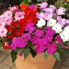 niecierpek-waleriana-na-tarasy-i-rabaty-barwny