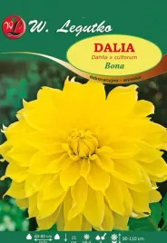 dalia-dekoracyjna-wysoka-bona-zolta-1szt-l12