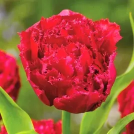 tulipan-strzepiasty-lion-king-czerwony-5-sztuk