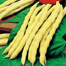 fasola-goldmarie-typ-mamut-szparagowa-100g
