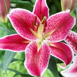 lilia-drzewiasta-rozowa-stargazer-1szt-bulwa-sadzonka-pachnaca