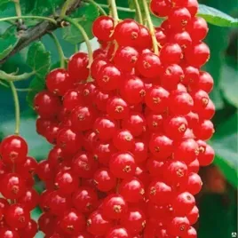 porzeczka-czerwona-bomba-witamin-krzew-sadz-xxl