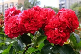 roza-rabatowa-czerwona-angielska-pachnaca-sadzonka