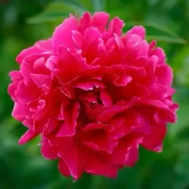 paeonia-piwonia-kansas-rozowa-sadzonki-1szt-w421
