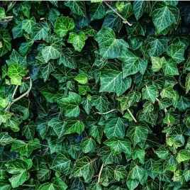 bluszcz-pospolity-hedera-helix-odporny-zimozielone-liscie-caly-rok-sadzonka