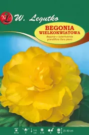 begonia-bulwiasta-wielkokwiatowa-zolta-1szt-bulwa-klacze-cebule-kwiatowe