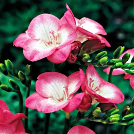 freesia-pojedyncza-frezja-rozowa-pink-10szt-w41
