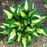 hosta-funkia-whirlwind-jakosc