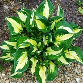 hosta-funkia-whirlwind-jakosc