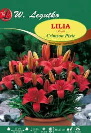 lilia-crimson-pixie-azjatycka-karlowa-1szt-bulwa-czerwona-pachnaca-cebule