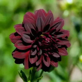 dalia-dekoracyjna-arabian-night-bordowa-1szt-klacze-derokacyjne-kwiaty
