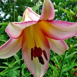 lilia-drzewiasta-eastern-moon-cebulki-jasno-rozowa-cebule-kwiatowe