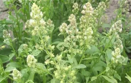 rezeda-wonna-2-g-zniewalajacy-zapach-350sztuk