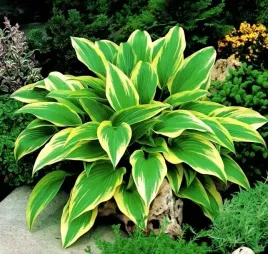 hosta-funkia-aureomarginata-sadzonki-1szt-w300