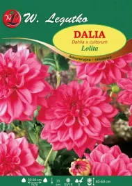 dalia-dekoracyjna-rabatowa-lolita-rozowa-1szt-klacze-piekne-kwiaty-dali