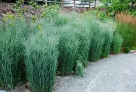 trawa-proso-panicum-heavy-metal-sadzonka-1szt-w452