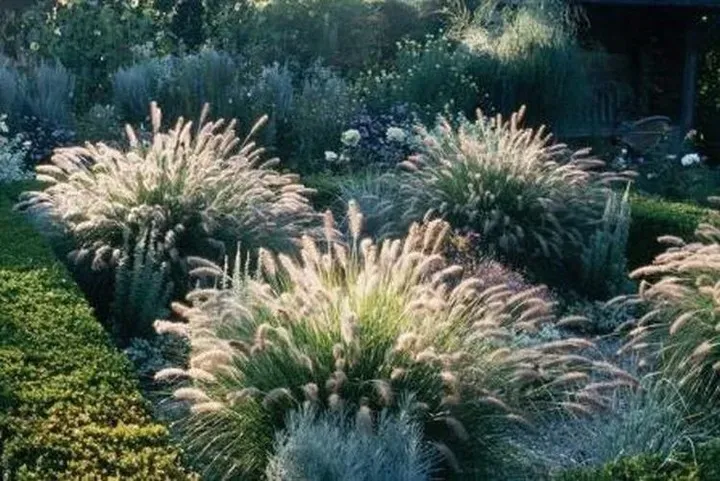 rozplenica-japonska-odm-hameln-sadzonka-zdrowa-ladna-sadzonka-roslina-w-postaci-sadzonka-w-pojemniku-1-2l