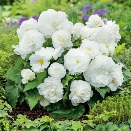 begonia-non-stop-biala-piekne-duze-kwiaty-1szt-b396