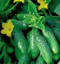 ogorek-izyd-f1-nasiona-owocuje-do-jesieni-plenny-nasiona