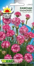 zawciag-nadmorski-bardzo-obficie-kwitnaca-bylina