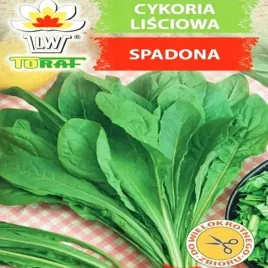 cykoria-lisciowa-zielona-spadona-nasiona-warzyw