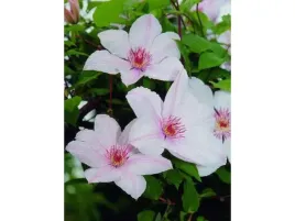 powojnik-wielkokwiatowy-jan-pawel-ii-doniczka