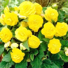 begonia-wielokwiatowa-zolta-1-szt-002