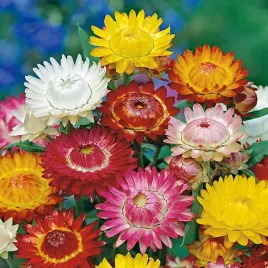 kocanka-ogrodowa-niesmiertelnik-mieszanka