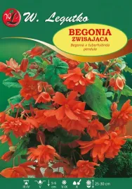 begonia-bulwiasta-zwisajaca-pomaranczowa-1szt-bulwa-klacze-cebule-kwiatowe
