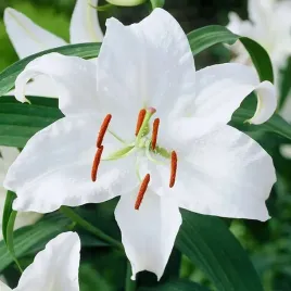 lilia-orientalna-casa-blanca-biala-1szt-bulwa-klacze-cebule-pachnie