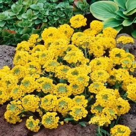 smagliczka-skalna-zolta-wieloletnia-0-2g