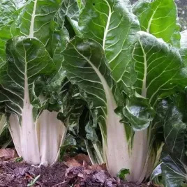 burak-lisciowy-amarilla-de-lyon-bio-10g-nasiona-vilmorin-bocwina-blitva