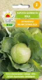 kapusta-glowiasta-biala-ditmarska-najwczesniejsza